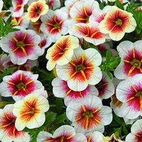 Primrose Set of 3 Calitastic Cappuccino Plant Calibrachoa Wescacacap 9cm Pots in Orange