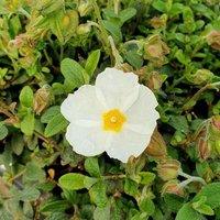 Plant Theory Sweet Thrive Rock Rose Shrub Plant Cistus x Obtusifolius 2L Pot in Green