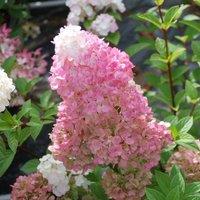 Plant Theory Sundae Fraise Outdoor Shrub Plant Hydrangea Paniculata Flowers 2L Pot in Green
