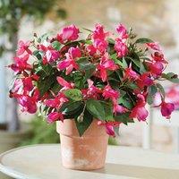 Gainsborough Set of 3 Artificial Flower Picks, Fuchsia H32cm