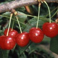 Plant Theory Blackcurrant Big Ben Fruit Bush Ribes Fruiting Shrub Plant 3L Pot in Green