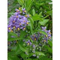 Direct Plants 3-4ft Large Solanum Crispum Glasnevin Blue Flowering Climbing Plant 3L
