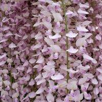 Direct Plants Wisteria Sinensis Pink Climbing Plant Grafted 5-6ft Extra Large 5L Pot