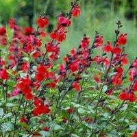 Plant Theory Royal Bumble Salvia Sage Perennials Flowering Plants Salvia 2L Pot in Green