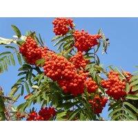 Direct Plants Sorbus Cardinal Royal Mountain Ash Tree 6ft Supplied in a 7.5L Pot