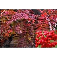 Direct Plants Sorbus Embley Japanese Mountain Ash Tree 5-6ft Supplied in a 7.5 Litre Pot in Green