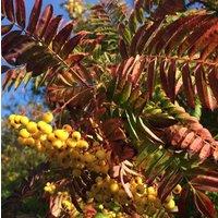 Direct Plants Sorbus Joseph Rock Mountain Ash Tree 5-6ft Supplied in a 7.5 Litre Pot in Green