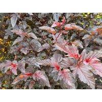 Direct Plants Physocarpus Lady in Red Shrub 5ft Tall Extra Large in a 7.5 Litre Pot