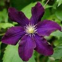 Plant Theory Clematis Romantika Burgandy Flowering Vine Climbing Plant 60cm Cane 3L Pot in Burgundy
