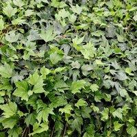Plant Theory Hedera helix Green Ripple Evergreen Vine Climbing Plant 60cm Cane 3L Pot