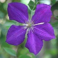 Plant Theory Clematis Jackmanii Purple Flowering Vine Climbing Plant 10cm 9cm Pot