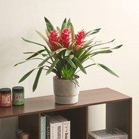 Wyld and Coco Faux Guzmania Red Bloom Indoor Plant in Green