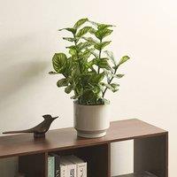 Wyld and Coco 50 cm Realistic Artificial Potted Plant - Green Low-Maintenance Decor