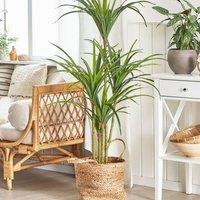 Wyld and Coco Artificial Dracaena 147 cm Potted Indoor Plant in Green