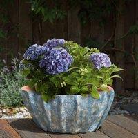 Wyld and Coco Blue Oval Terracotta Plant Pot 51cm - Low Wide Outdoor Indoor Planter
