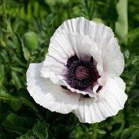Plant Theory Royal Wedding Oriental Poppy Perennials Flowering Plants Papaver 2L Pot in Green