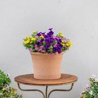 Plant Theory Finger Paints Easy Speed Planter Preplanted plants for Baskets Pots