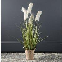 Scottish Everlastings Ltd 100cm Pampas Grass in Natural Basket in Green