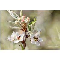 Direct Plants Pyrus Silver Sails Tree 6ft Tall Supplied in a 12 Litre Pot
