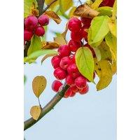 Direct Plants Malus Red Obelisk Tree 6ft Tall Supplied in a 12 Litre Pot
