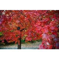 Direct Plants Acer freemanii Jeffersons Red Tree 6ft Tall Supplied in a 12 Litre Pot