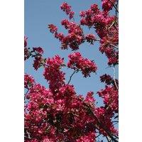 Direct Plants Prunus Collingwood Ingram Tree 6ft Tall Supplied in a 12 Litre Pot