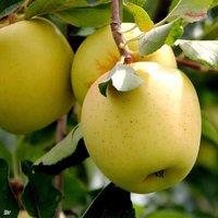 Direct Plants Apple Blenheim Orange Fruit Tree 6ft Tall Supplied in a 12 Litre Pot
