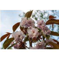 Direct Plants Prunus Pink Parasol Tree 6ft Tall Supplied in a 12 Litre Pot