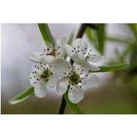 Direct Plants Pyrus salicifolia pendula 6ft Tall Supplied in a 12 Litre Pot