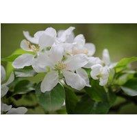 Direct Plants Malus Rosehip Tree 6ft Tall Supplied in a 12 Litre Pot