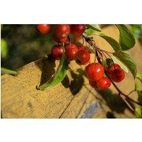 Direct Plants Malus Evereste Crab Apple Tree 6ft Tall Supplied in a 12 Litre Pot