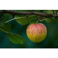 Direct Plants Apple Ellison's Orange Fruit Tree 6ft Tall Supplied in a 12 Litre Pot