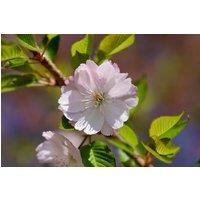 Direct Plants Prunus Beni-yutaka Tree 6ft Tall Supplied in a 12 Litre Pot