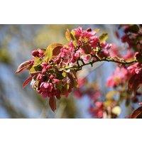 Direct Plants Malus Harry Baker Tree 6ft Tall Supplied in a 12 Litre Pot
