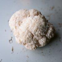 Plant Theory Grow Your Own Mushroom Kit Lions Mane Mushrooms Outdoor Log Dowel Kit in Off-White