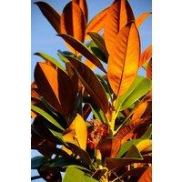 Direct Plants Magnolia Grandiflora The Evergreen Magnolia Tree Extra Large 6ft Tall in a 7.5 Litre Pot in Green