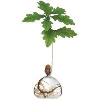 SPETLEK Acorn Vase Seed Holder Jar in Clear | Size: 100g