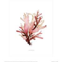 Summer Thornton Dulse Seaweed Poster in Pink