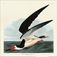 John James Audubon Black Skimmer Paper Print