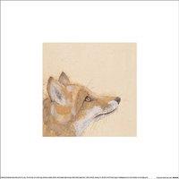 Bev Davies Curious Fox Print