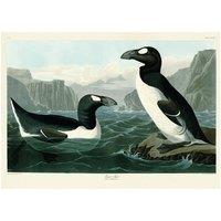 John James Audubon Great Auk Print