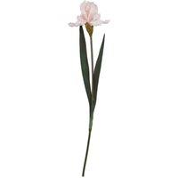 Wyld Haus Set of 3 Pale Pink Fringed Iris Artificial Flower Stems