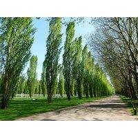 Direct Plants 3 x Large Populus Nigra Poplar Italica Hedging Trees 6ft Tall in Pots