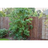 Primrose Natural Bark Privacy Screening Roll Garden Fence 4m x 1.2m in Brown