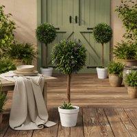 Wyld Haus Keado Set of 2 Artificial Lavender Ball Trees in Pots 60cm in Green