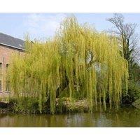 Direct Plants Salix Chrysocoma Weeping Willow Tree 6ft Tall Large Specimen Supplied in a 12 Litre Pot by Directplants in Green