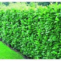 Direct Plants 5x Cherry Laurel Evergreen Hedging Plants Large 3-4ft Supplied in 3 Litre Pots in Green