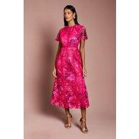 Coast Women's Petite Printed Lace Midi Pencil Dress in Pink | Size: 10