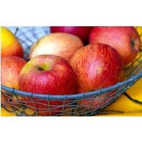 Direct Plants Apple James Grieve Large Fruit Tree 6ft Supplied in Pot