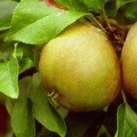 Direct Plants Egremont Russet Apple Large Fruit Tree 5-6ft Supplied in a Pot